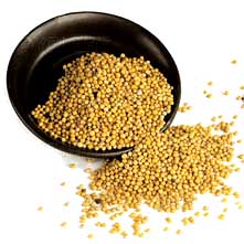 Yellow Mustard Seeds Manufacturers